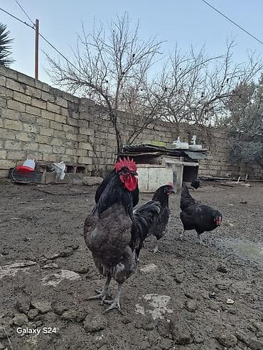 etlik cuce satisi: Salam Aleykum Cavan temiz qan Avstralorp Xoruzu satiram — 3