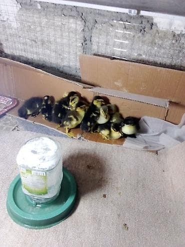 12 ədəd qarışıq sort ördək balası. üstündə 5 kilo yemin verəcəm