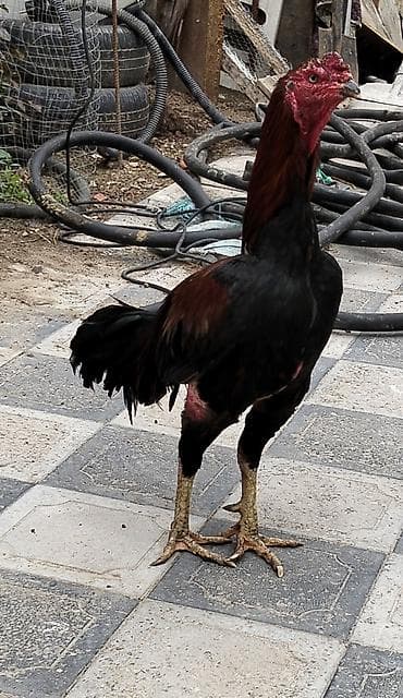 qaz balas: 100 m satılır real alıcıya endirim olunacaq 1 yaşdan çoxdu başı çıxan — 3