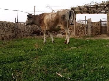 inek fermasi: Salam südverən İNƏK. 6.7 LİTİR SÜD VERİR YAĞLI SÜDÜ VAR DİŞlİ CAVAN — 3