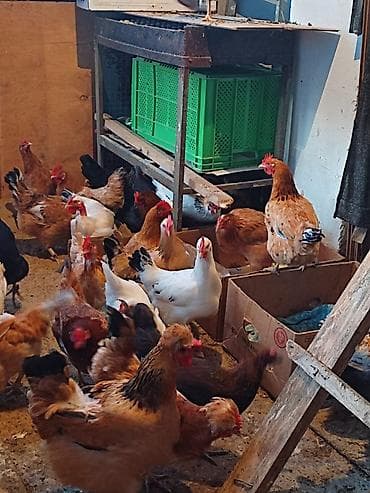 Quşlar: Toyuq, Yumurtalıq — 3