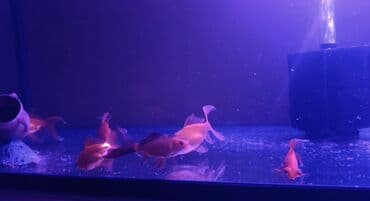 голд шиншилла: Qızıl balıq, Sülhsevər — 3