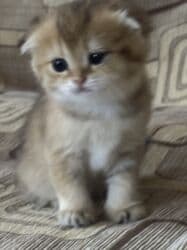 pişiy balası: Qızıl şinşilla, Erkək, Dişi, Yaxşı əllərə — 5