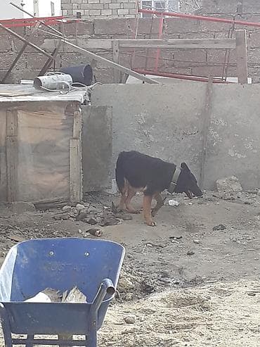 Digər heyvanlar: Alman Afcarkasi 2 yasi var satilir tecili iki denedir disi satilir — 1