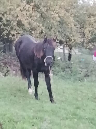 i̇t balası: Salam xam day 2 yaşı var yorğa atın balasıdır. Xüsusiyyətlər: - — 3