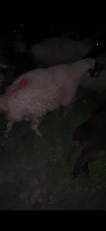 heyvan satisi tap az: 1 yaşinda qoş balbas sortu qaragöz heyvan surmeyine soz ola bilmez — 4