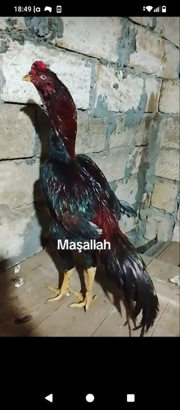 Gəmiricilər: Xoruz, il: 1 — 1