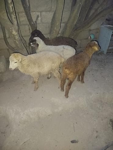 erkey qoyun: Quzular satılır – 4 baş - Növ: yerli qoyun cinsi quzular - Say: 4 baş — 4