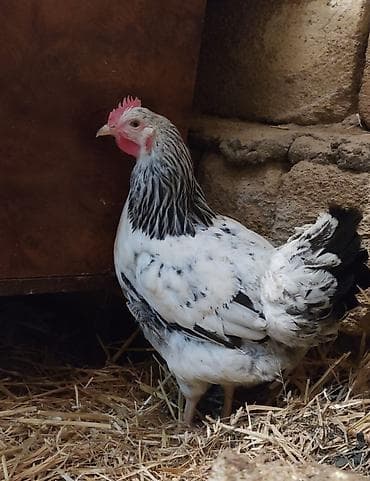 Orginal Serebrist toyuqları satılır 5 aylıq yumurtaya düşməklərinə az lalafo.az -da Orginal Serebrist toyuqları satılır 5 aylıq yumurtaya düşməklərinə az