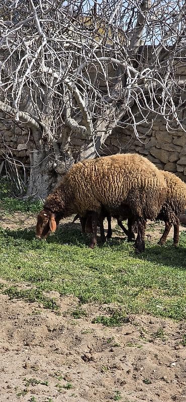 Eşşəklər: Dişi, il: 2, 85 kq — 2