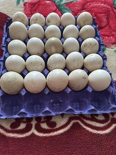 ordek satisi: Krasnadar və lavanta sortu lal ördəy yumurtaları Tam mayalı və iri — 2