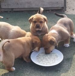 it aliram: 2 ay, Dişi — 1