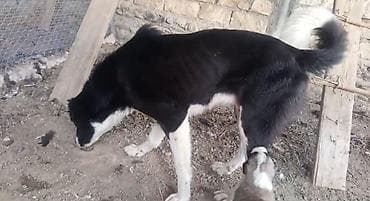 it geyimləri: 1 il, Dişi, Ünvandan götürmə — 4