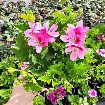 ekran gul sekilleri: Felerqoniua — 6