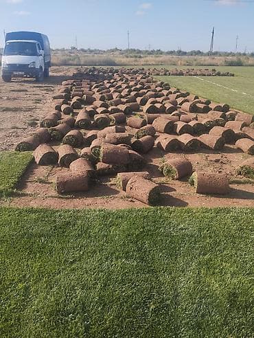 bitki toxumlari: Təbii Qazon və Landşaft Dizayn Xidməti Təbii rulon qazon satışı və — 1