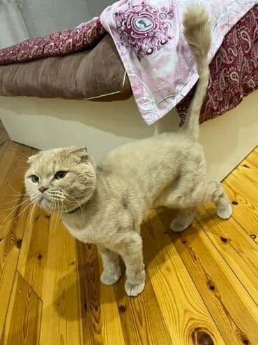 ağ pişik: Şotland yastı qulaq, Erkək — 2