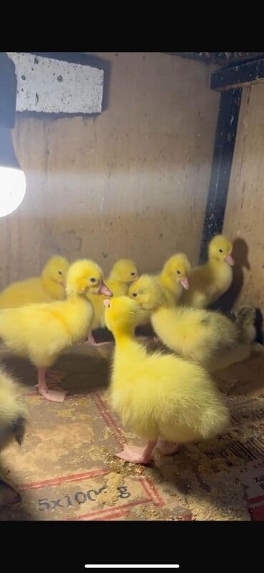 həyət qazı: Qaz balaları – broyler tipli ördəklərə alternativ olaraq sürətli — 1