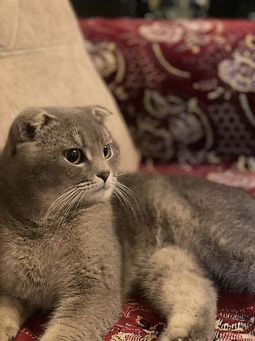 cutlesme: Şotland yastı qulaq, Erkək, Cütləşmə üçün — 2