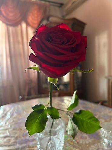 Dede baba üsulla sünnet etmeyi bacaran xanim teleb olunur (yaş ferqi