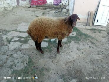 dovşan yemi: Qoyun – yerli ətlik-südlük yönümlü cins - Rəng: tünd qəhvəyi baş və — 2