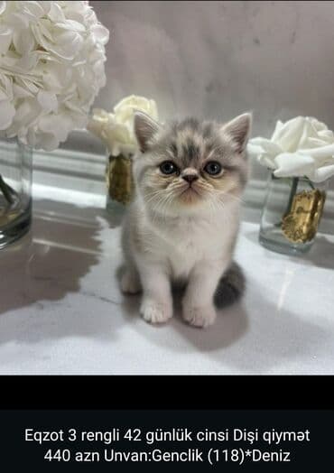 Ekzot, Dişi, Yaxşı əllərə