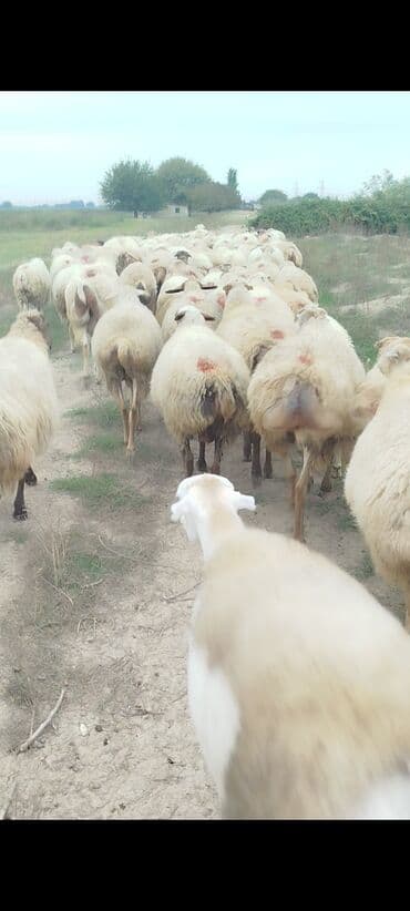 bakida cins ineklerin satisi: Dişi, il: 1, 50 kq, Damazlıq, Ünvandan götürmə — 1