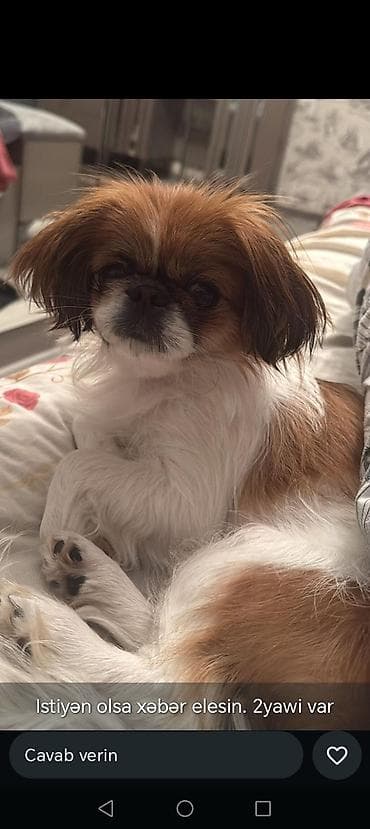 pekines dişi: Pekines, 2 il — 1