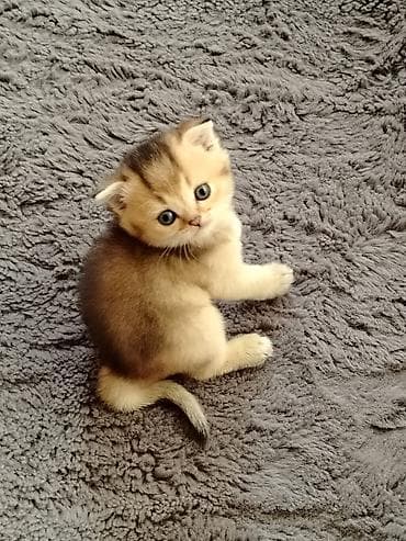 pişik pişik: Britan — 1