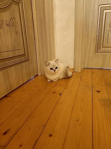 britain pisiyi satilir: Britan — 4