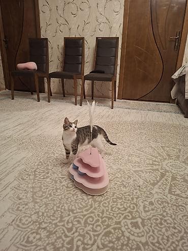 anqora pişiklər: Tabbi, Dişi, Yaxşı əllərə, Pulsuz çatdırılma — 10