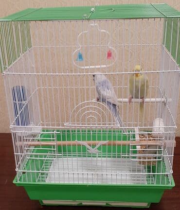 Bülbüllər üçün qəfəs – aksesuarlarla - Rəng: yaşıl altlıq, ağ