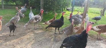 ingilis setter it cinsinin digər adı: Hinduşka sürüsü – müxtəlif rənglər və yaşlar - Təsərrüfat şəraitində — 4