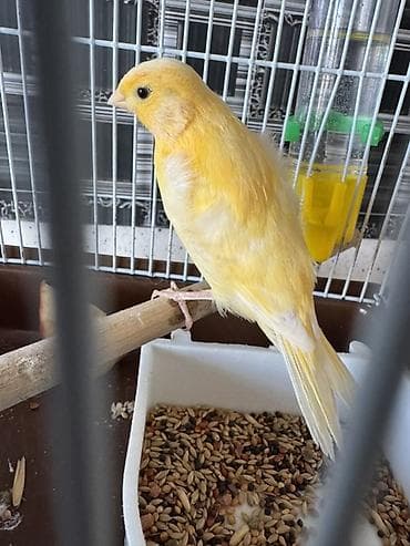 et dukani: 1 ay yarımlığ gözəl bülbül sütılr erkəy dişiliyin bilmirəm ama erkəyə — 3