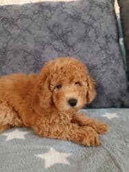 той пудель цена: Пудель, 2 месяца, Самка, С родословной, Самовывоз — 2