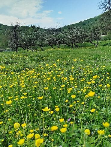 48 sot, Kənd təsərrüfatı, Mülkiyyətçi, Bələdiyyə