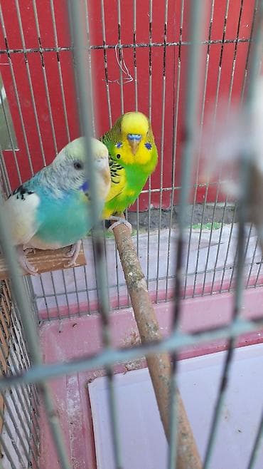 Məhsul: Dalmatialı və sarı-yaşıl rəng çalarlarında dalğalı araquşlar