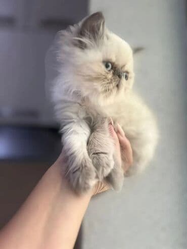 pişiklər: Şirin uzun tüklü balaca pişik balası — yumuşaq krem rəngli tüklər — 1