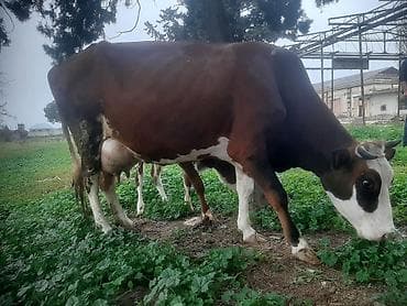 Inəklər, öküzlər: Erkək bala 3 cu qarın sudu 22letr — 3