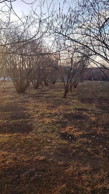 kiraye evler 2023: 16 sot, Kənd təsərrüfatı, Mülkiyyətçi, Kupça (Çıxarış) — 4