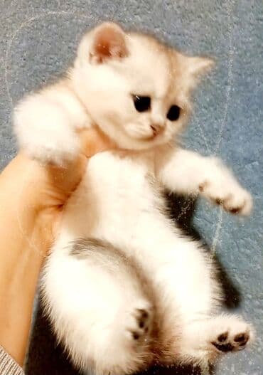 şotland pişiyi ağ: Şotland, Erkək, Dişi, Ünvandan götürmə — 4