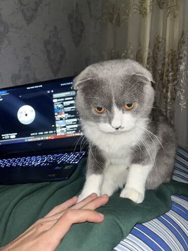 pişik sortları: Şotland yastı qulaq, Erkək, Cütləşmə üçün, Ünvandan götürmə, Ödənişli çatdırılma — 1