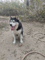 xaski gence: Xaski, 1 il, Dişi — 2