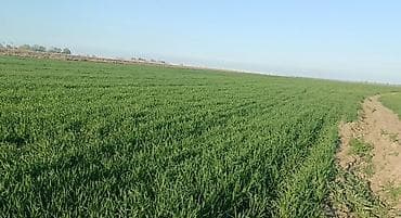 yeni guneslide satilan evler: Для сельского хозяйства — 3