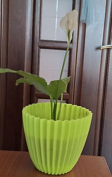 Комнатные растения: Spathiphyllum (Sülh Zambaqı) – otaq bitkisi - Növ: Spathiphyllum — 1