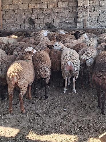 əmlik quzu: Quzu.Super kök erkək quzular.200 baş.Öz həyətimin — 10