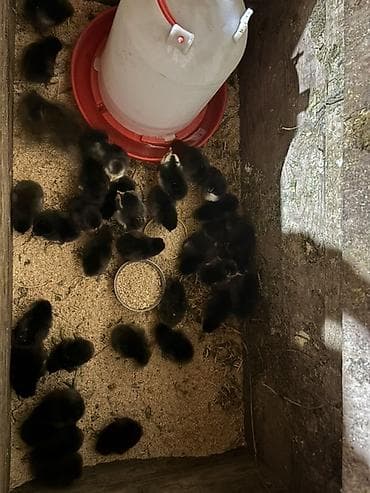 kend cucesi: Toyuq cücələri, Damazlıq — 2