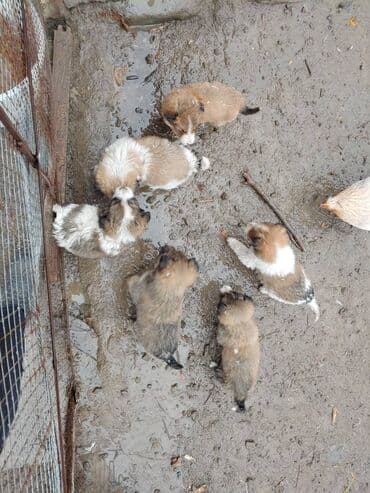 balaca boyumeyen itler: Məhsul: Balaca it balaları böyünməyen sort üç bala qalır biri ərkək üç — 1