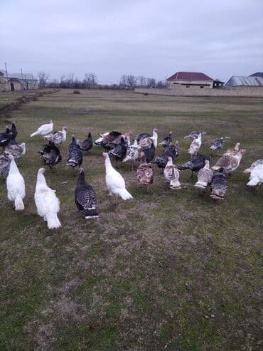 baliq satilir: Yerli hinduşqalardı. Damazlıq fərələr var hal hazırda xoruzda olanları — 1