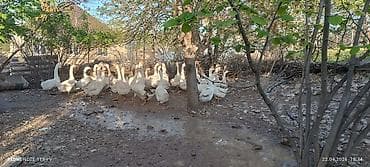 Tam saglam linda qazlari kom satilir, isle elaqedar satilir