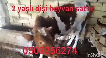 Satışda: 2 yaşlı dişi heyvan (inek/dana). - Rəng: ağ-qəhvəyi ləkəli - lalafo.az -da Satışda: 2 yaşlı dişi heyvan (inek/dana). - Rəng: ağ-qəhvəyi ləkəli -